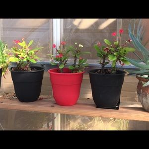 Crown of Thorns Saplings